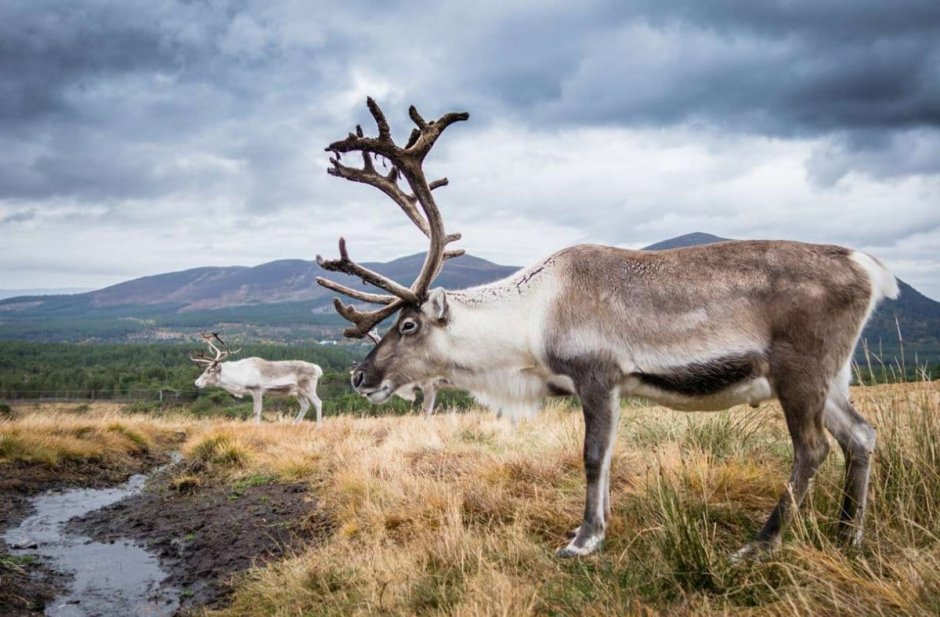 Олень Карибу Северной Америки