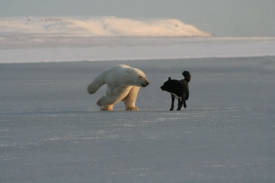 Остров Врангеля белые медведи