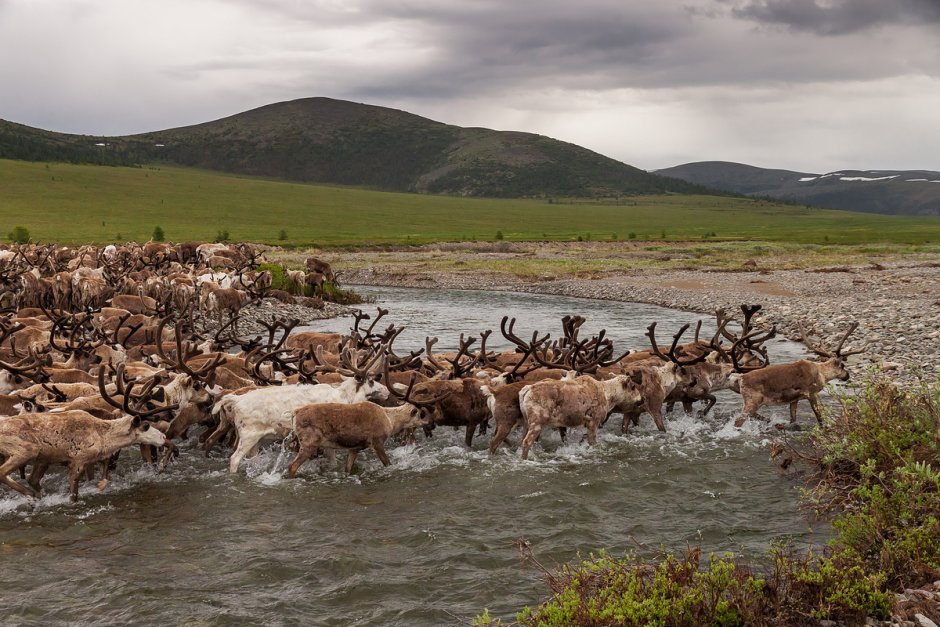 Чукотский автономный округ тундра