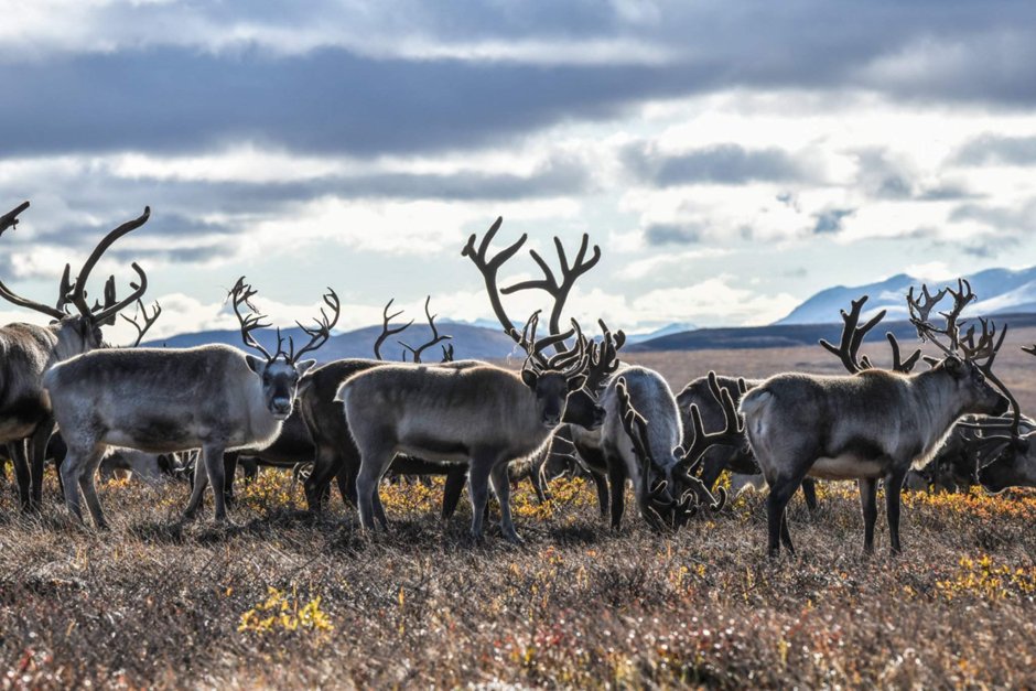Оленеводство в тундре Северные олени