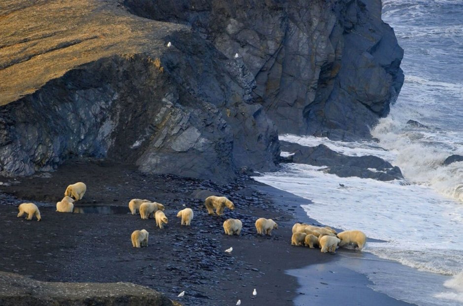 Остров Врангеля заповедник