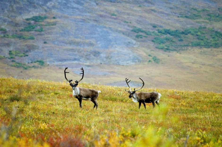 Северный олень Чукотка