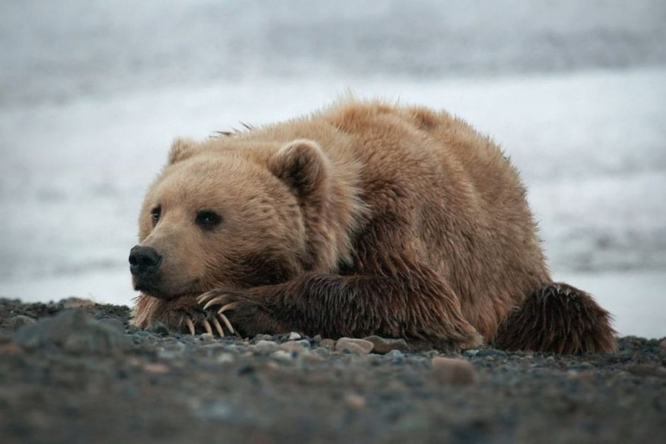Природный комплекс заповедника остров Врангеля