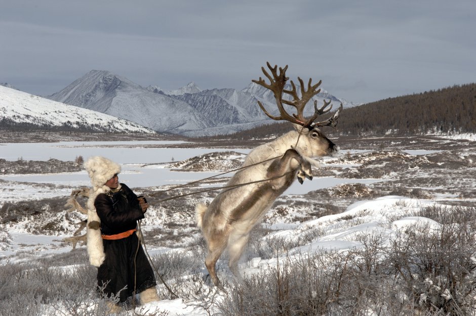 Оленеводство на Чукотке