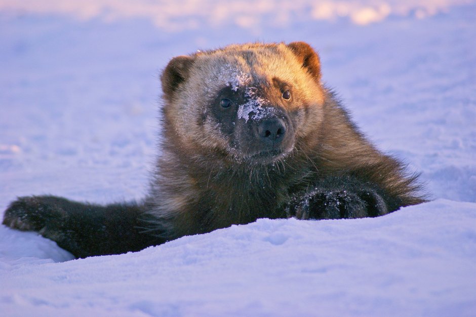 Баргузинская Росомаха