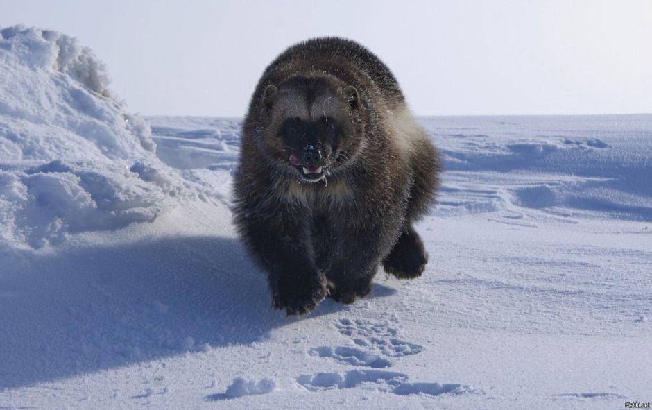 Заповедник остров Врангеля Росомаха