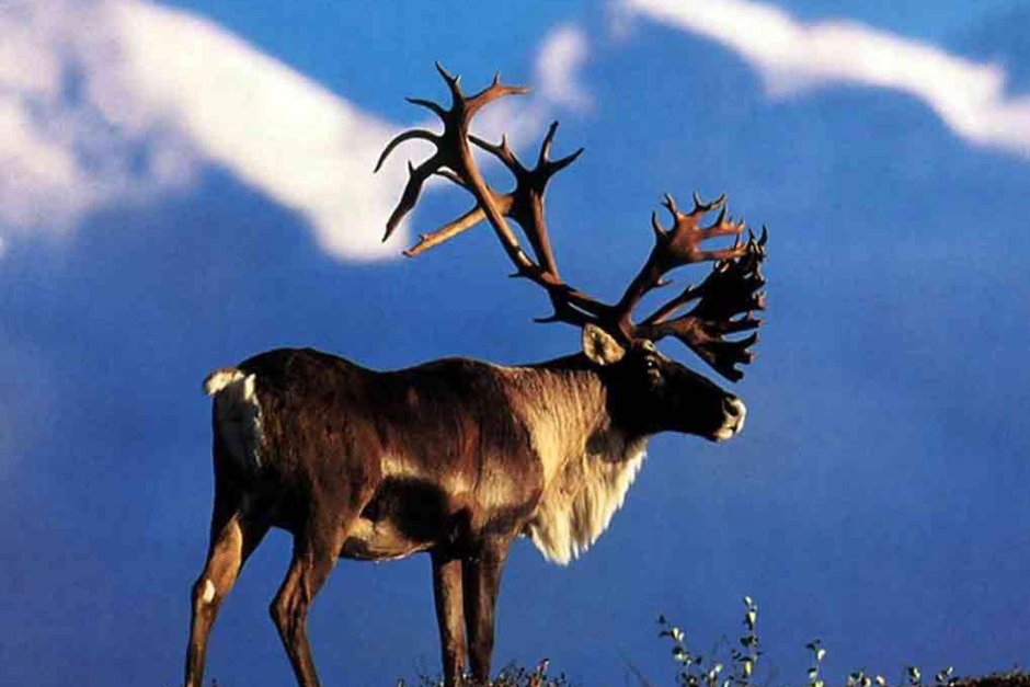 Ямал оленеводы чум