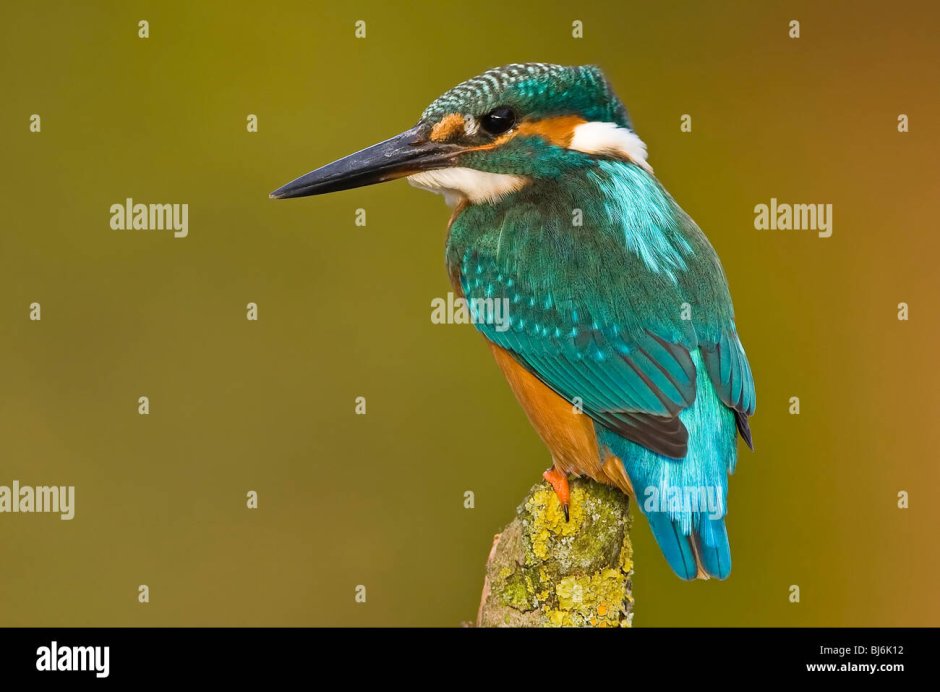 Обыкновенный Зимородок - Alcedo Atthis