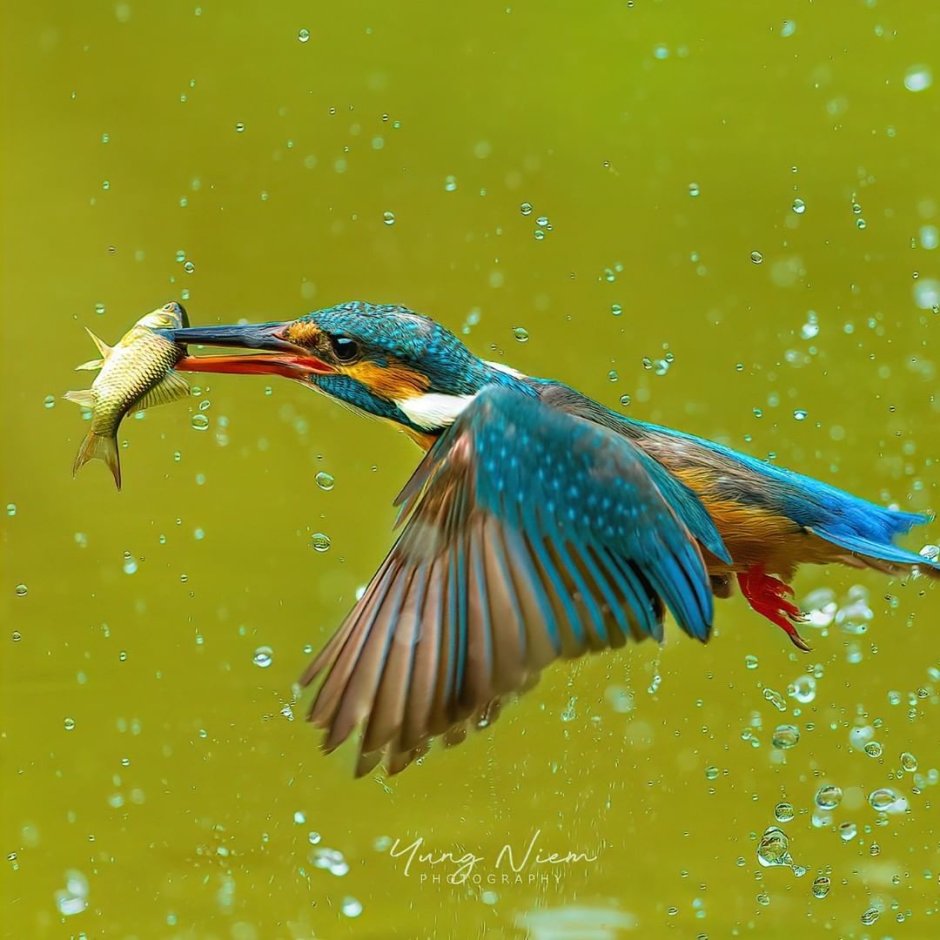 Bird catching Fish