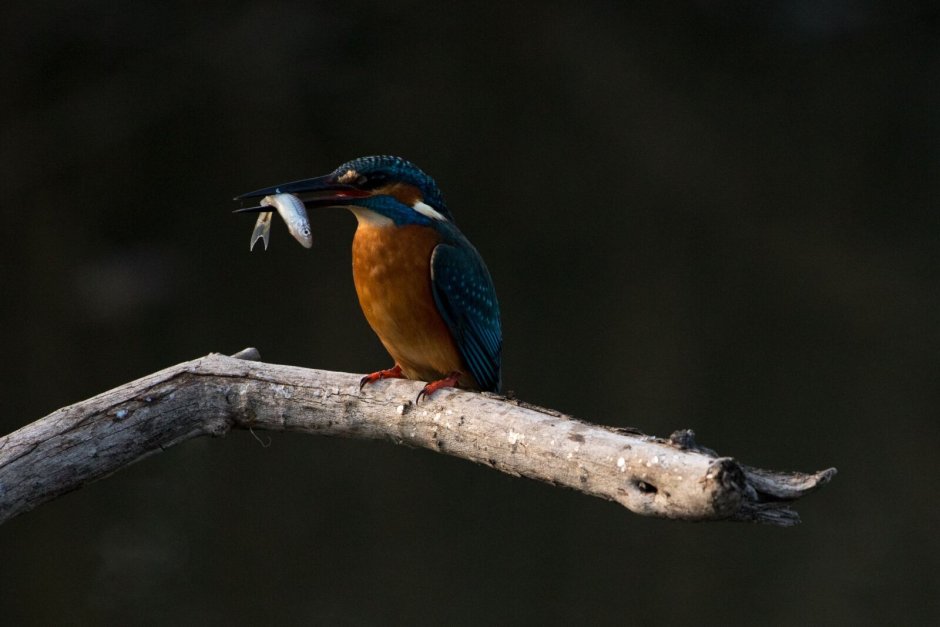 Philippine Dwarf Kingfisher