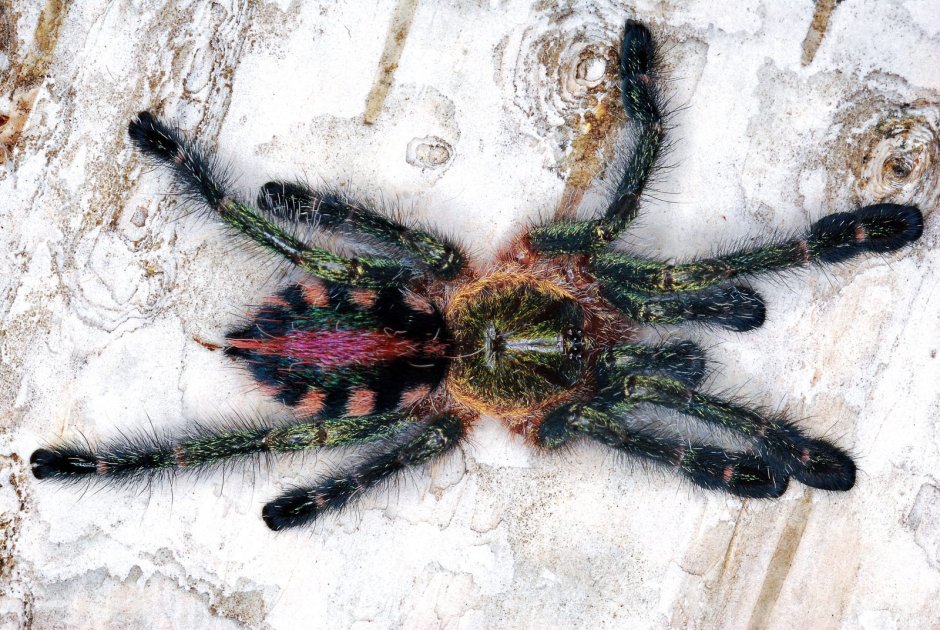 Avicularia diversipes