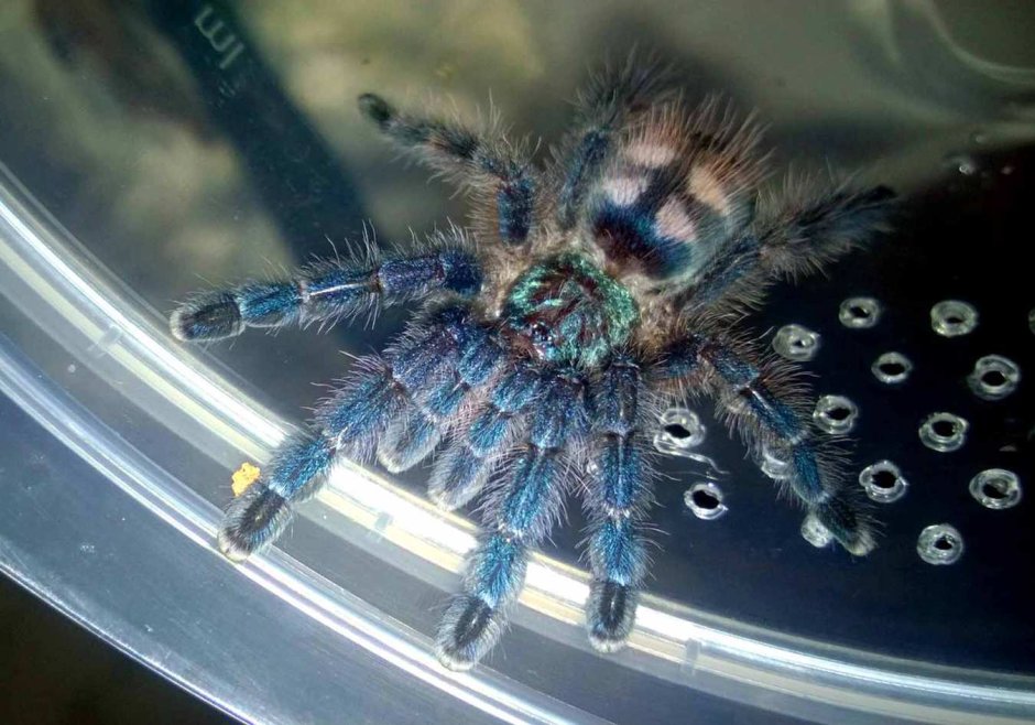 Avicularia MINATRIX нимфы