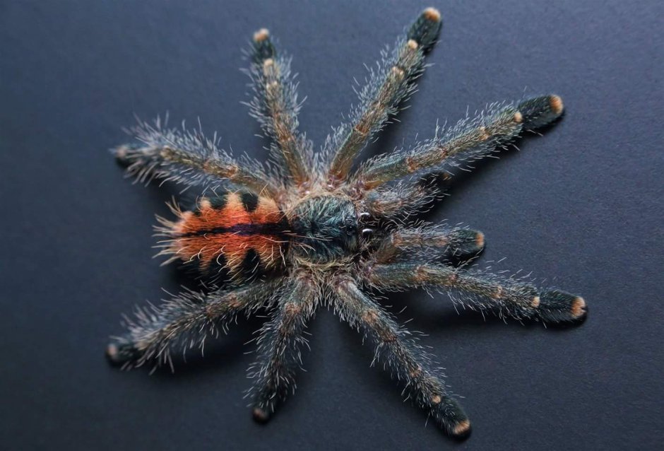 Avicularia Avicularia