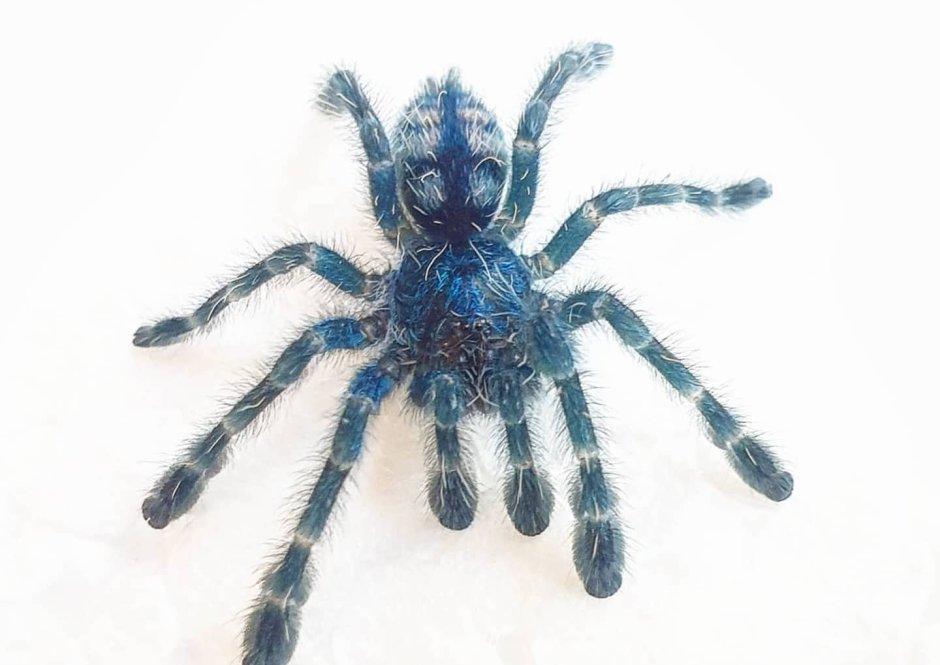 Caribena versicolor