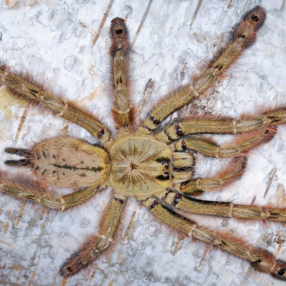 Stromatopelma calceatum паук