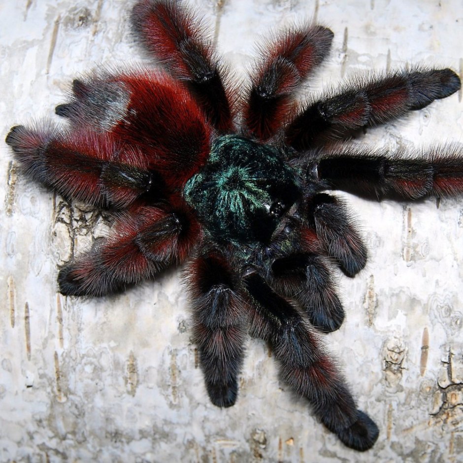 Паук птицеед Avicularia versicolor