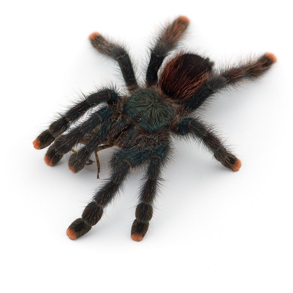 Avicularia aurantiaca