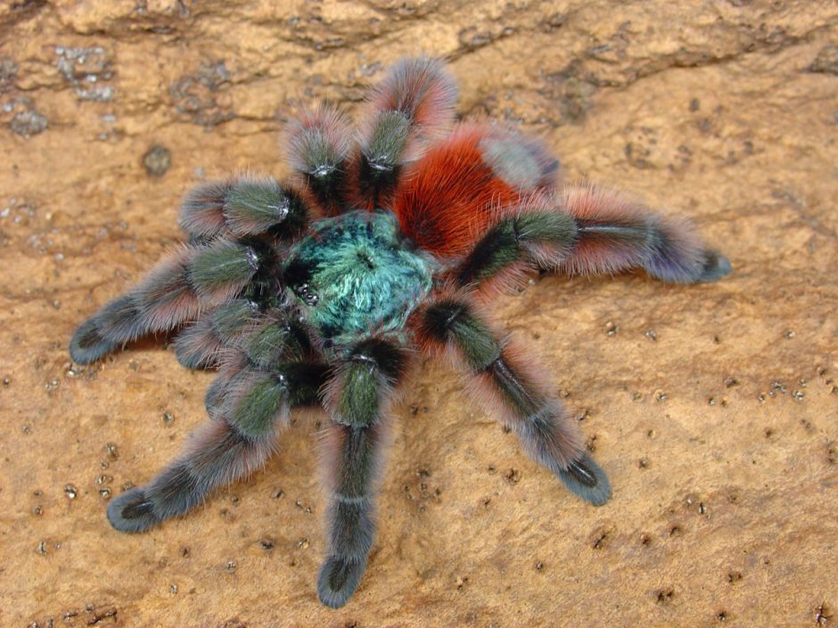 Паук птицеед Avicularia versicolor