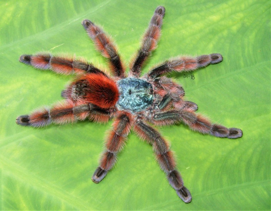 Avicularia (Caribena) versicolor