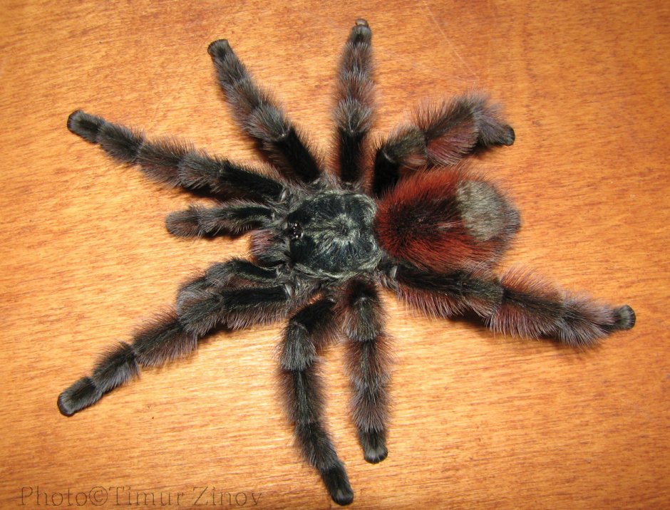 Caribena versicolor ex. Avicularia versicolor