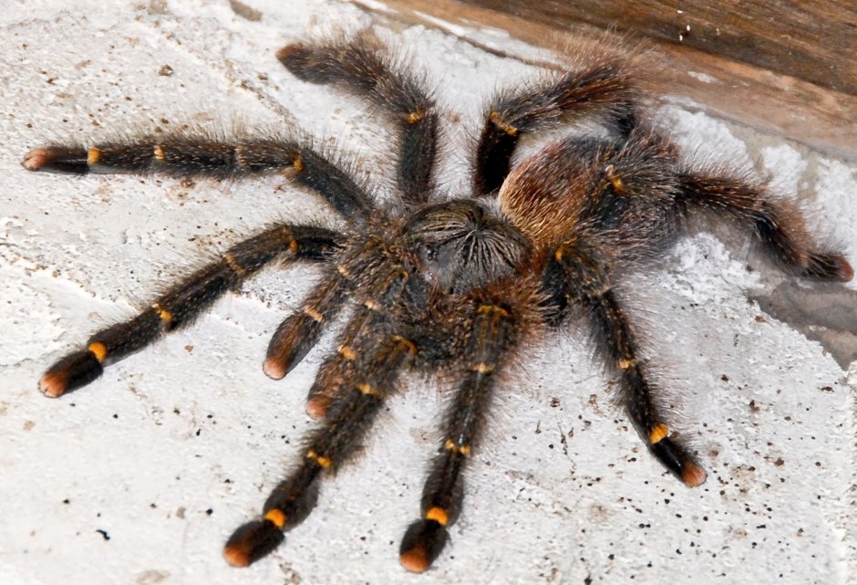 Древесный паук Avicularia
