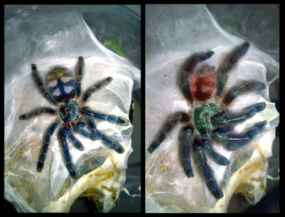 Avicularia versicolor самка