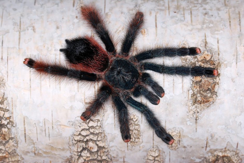 Avicularia braunshauseni