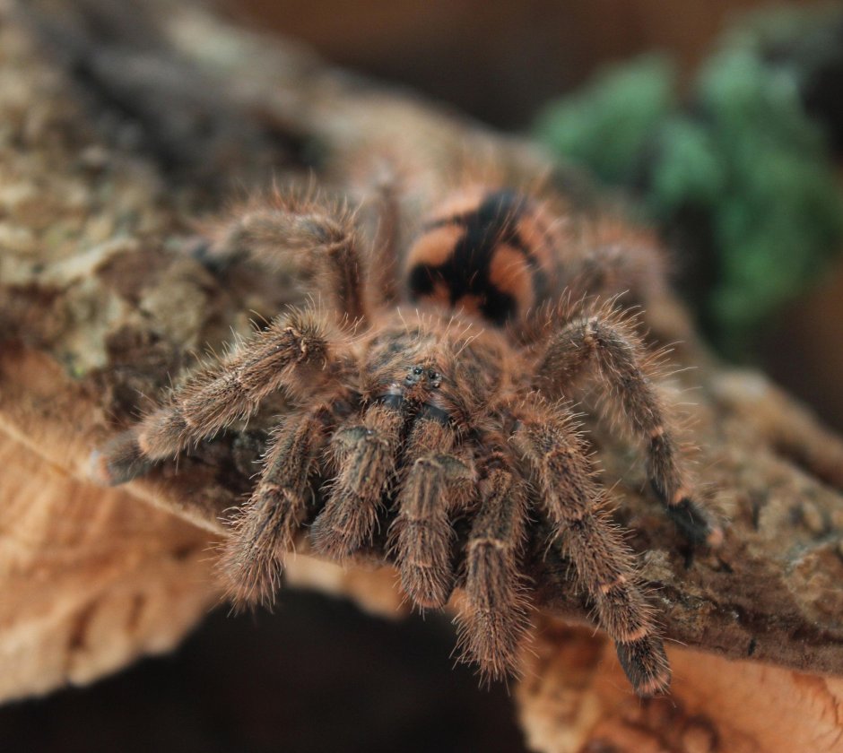 Avicularia braunshauseni