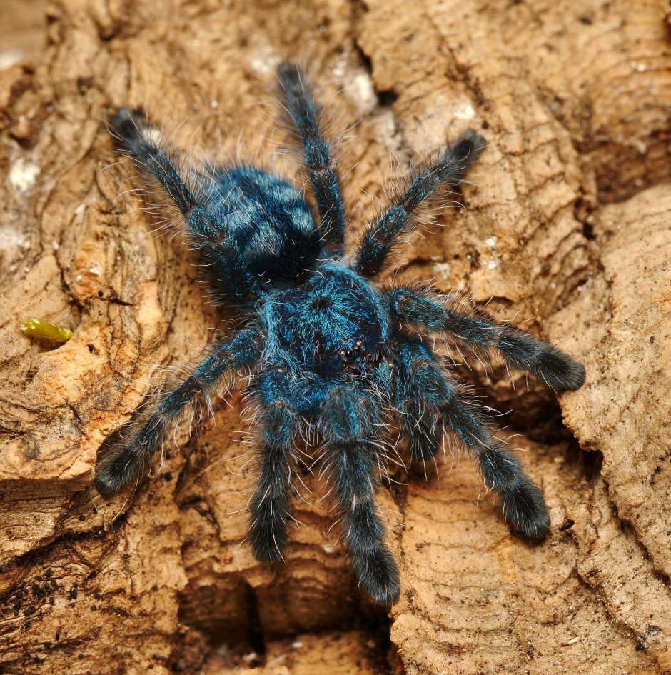 Паук Avicularia versicolor