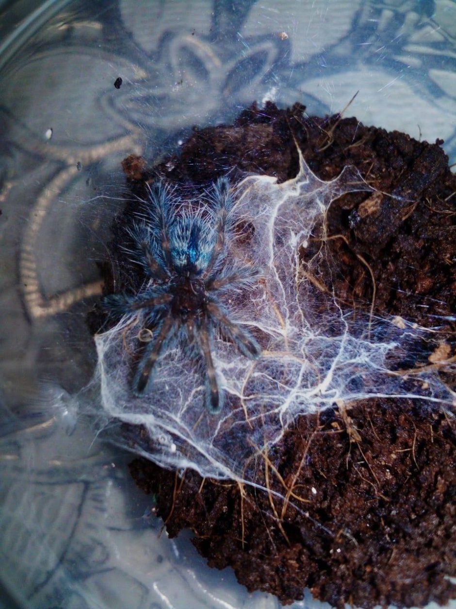 Паутина Avicularia versicolor