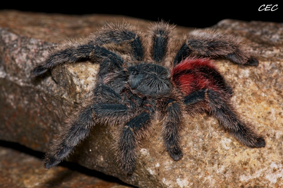 Avicularia Avicularia