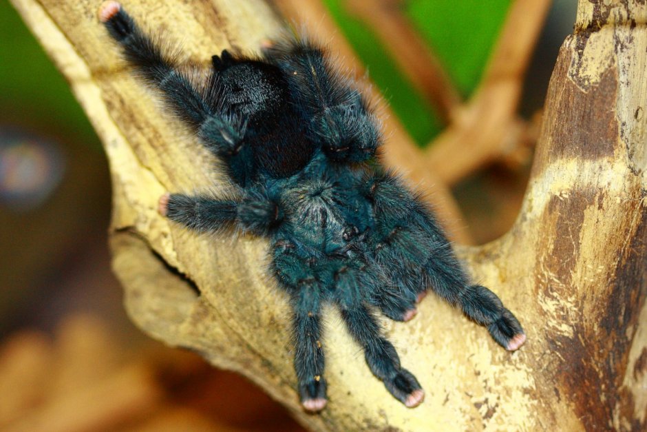 "Anastasiya Avicularia"