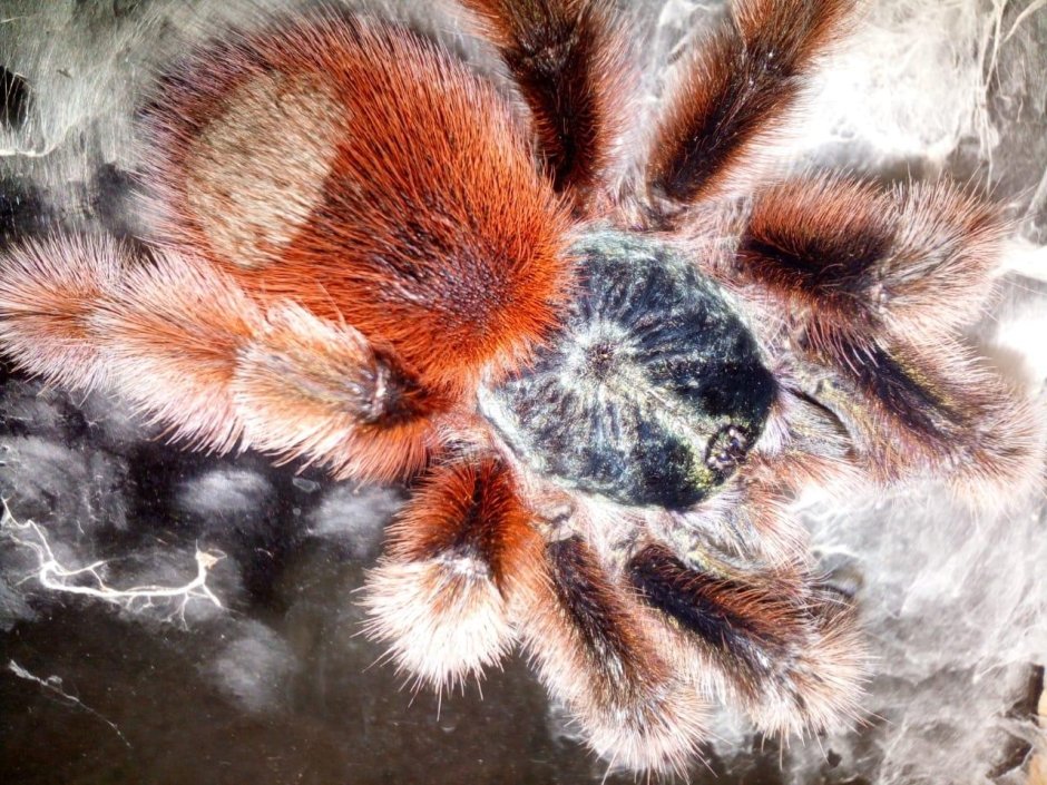 Паук птицеед Avicularia versicolor