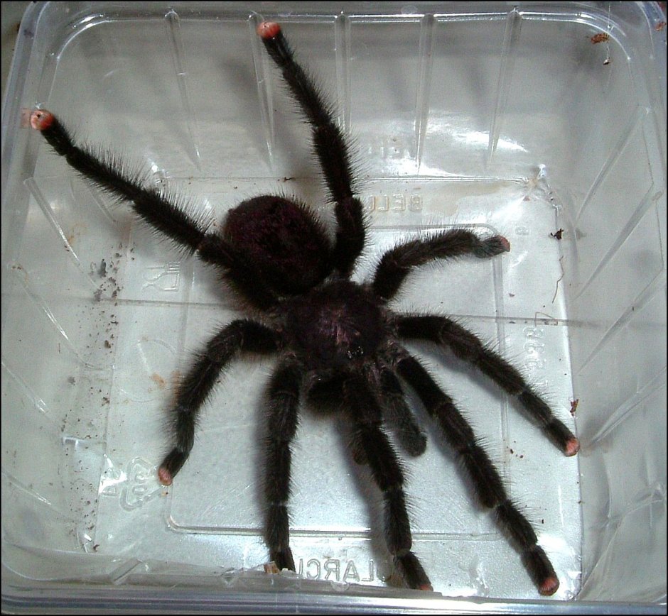 Avicularia aurantiaca