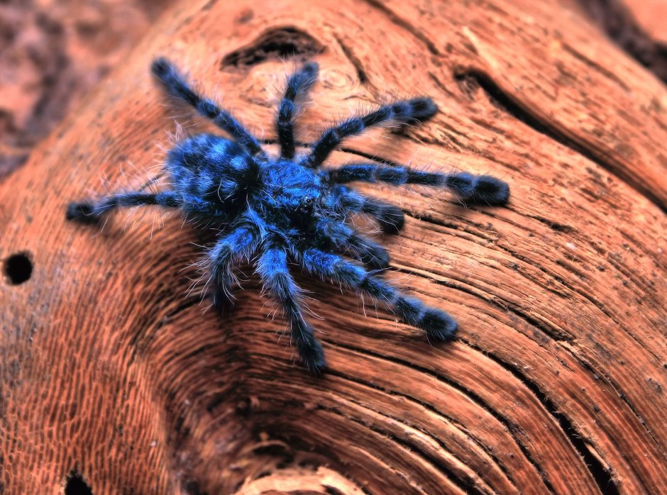 Avicularia versicolor