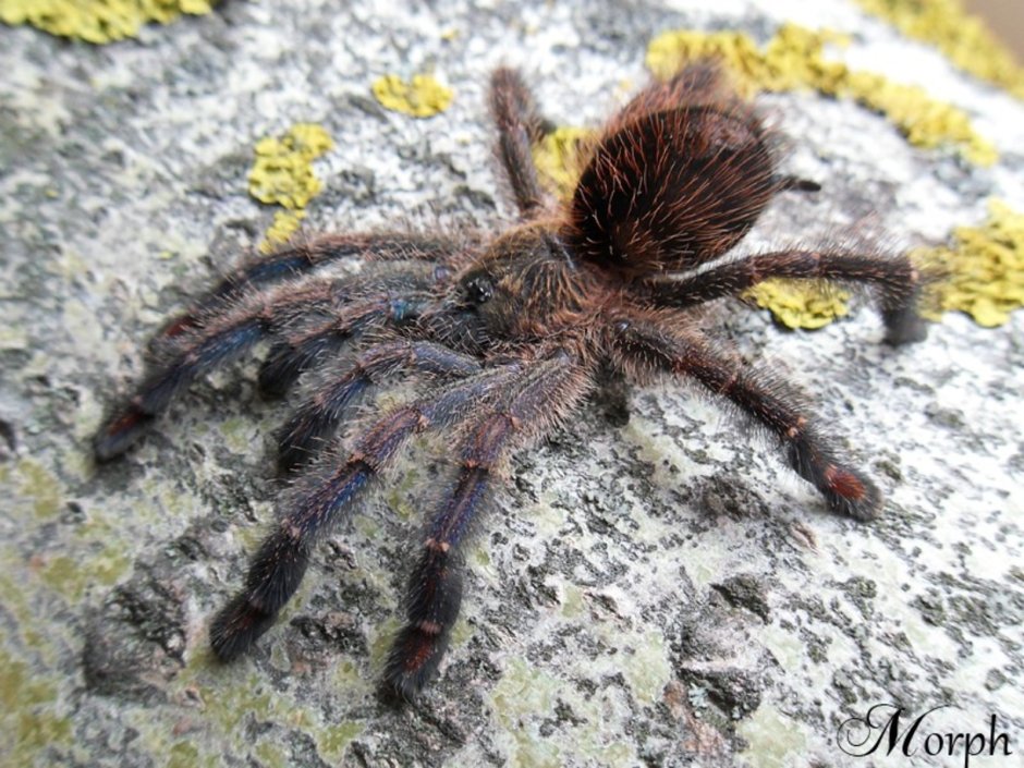 Ybyrapora Sooretama