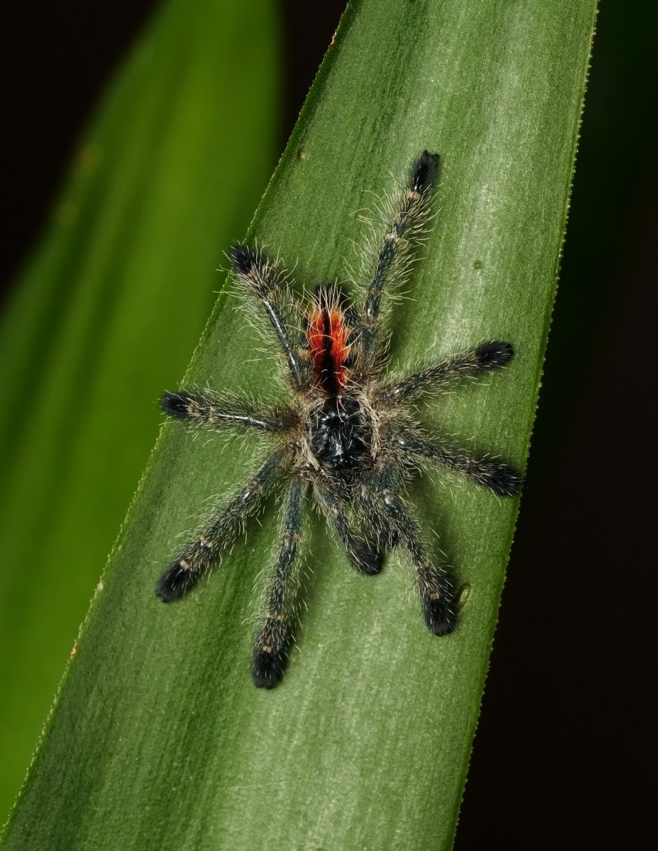 Avicularia Amazonica