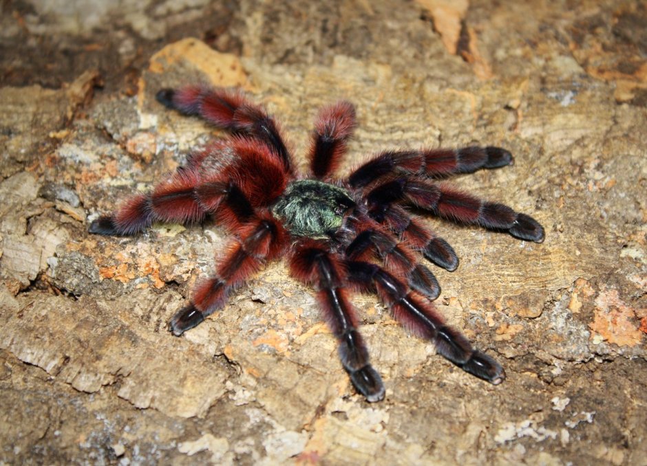 Caribena versicolor