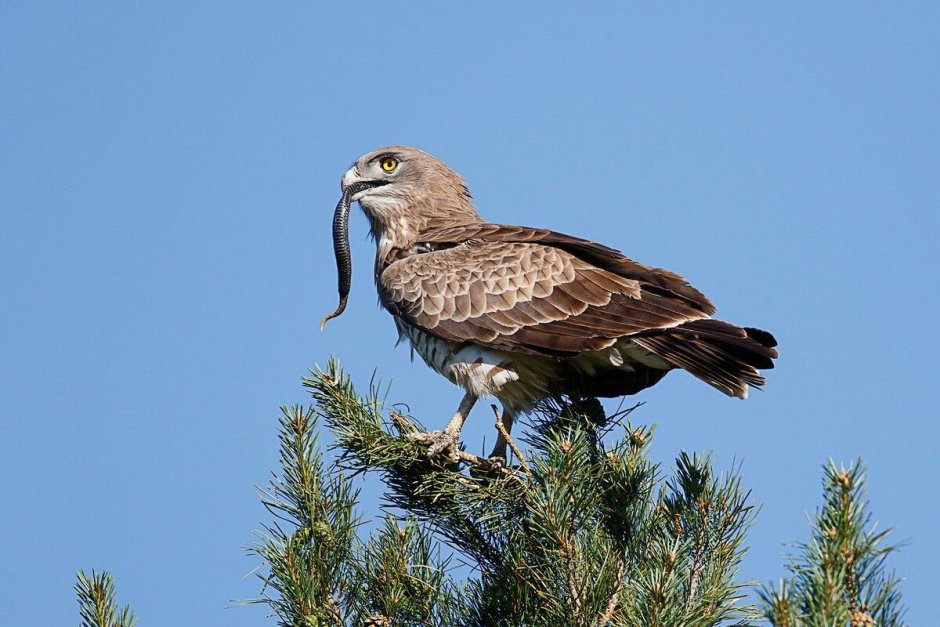Орел Змееяд