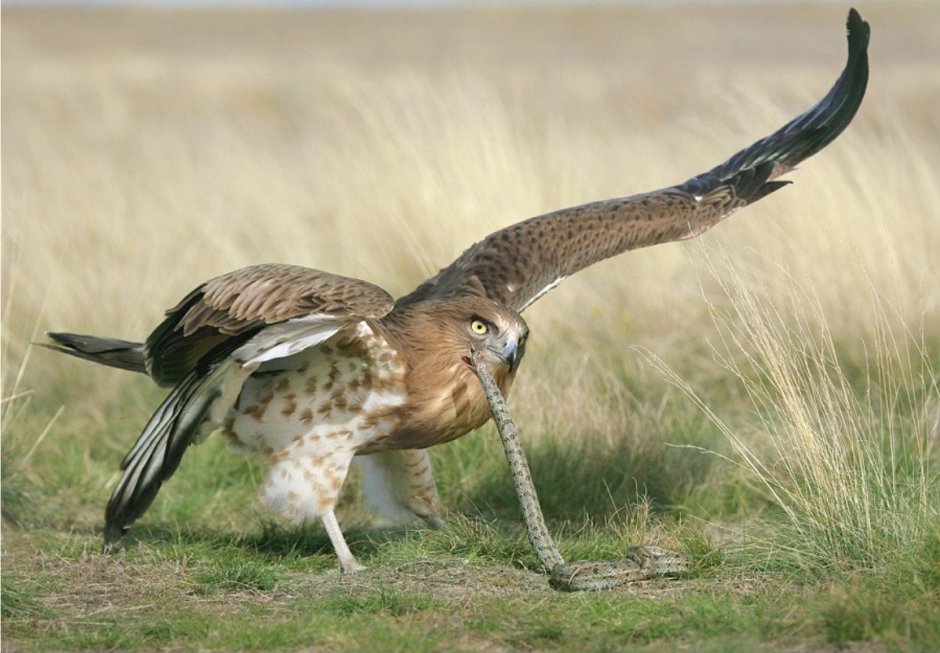 Змееяд Circaetus gallicus Gmelin