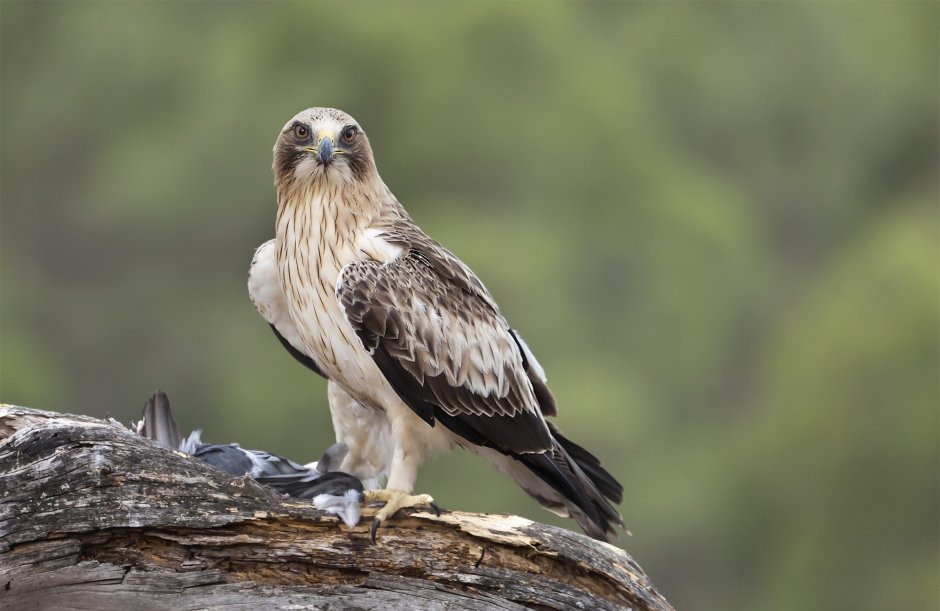 Hieraaetus pennatus