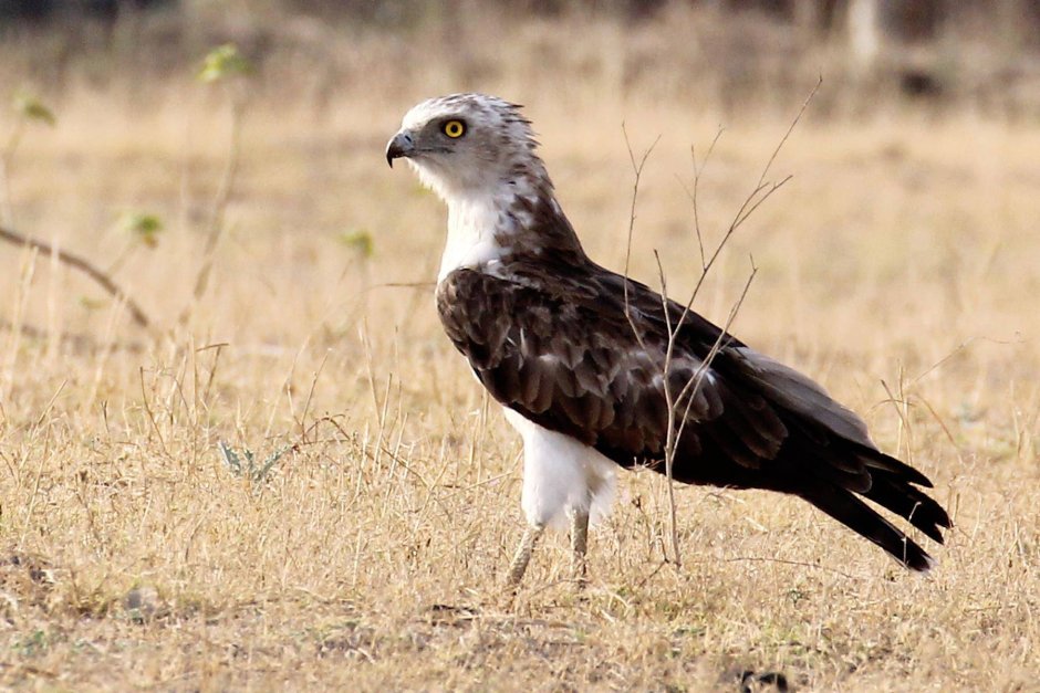 Змееяд Circaetus gallicus Gmelin