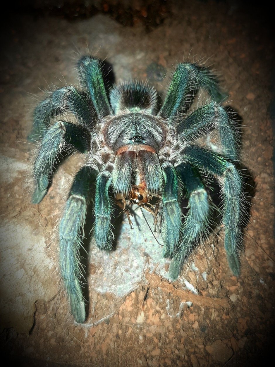 Phormictopus SP. "Green femur"