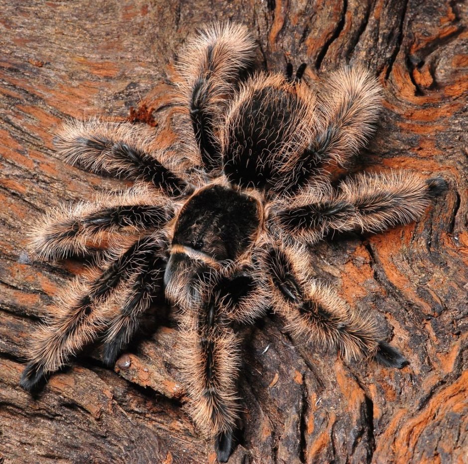 Hysterocrates laticeps