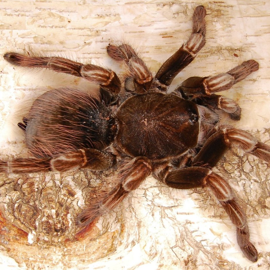 Phormictopus SP cautus
