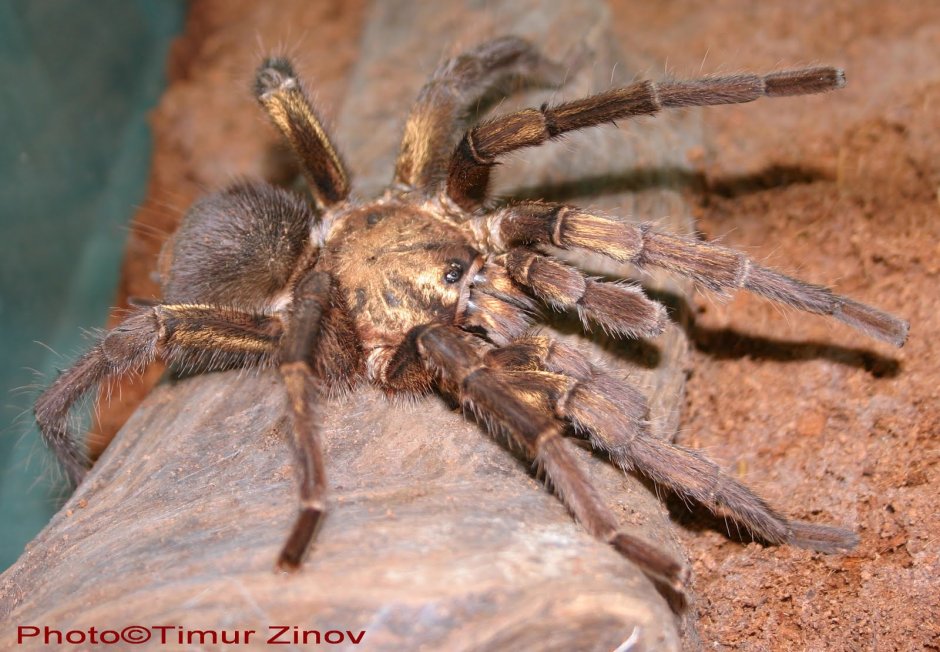 Monocentropus balfouri