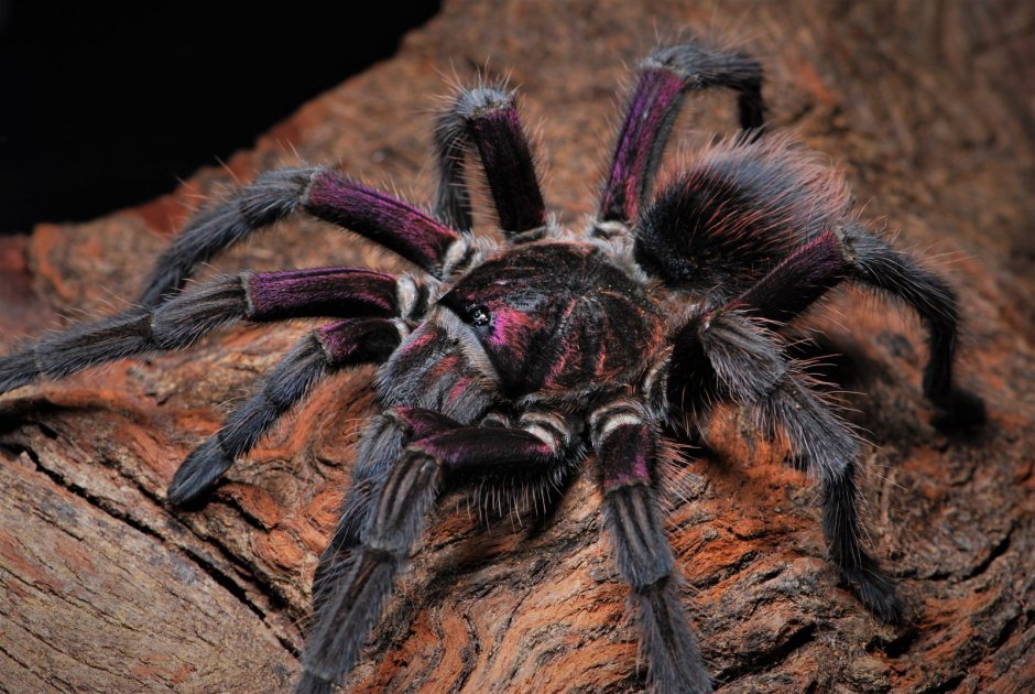 Pamphobeteus platyomma самка