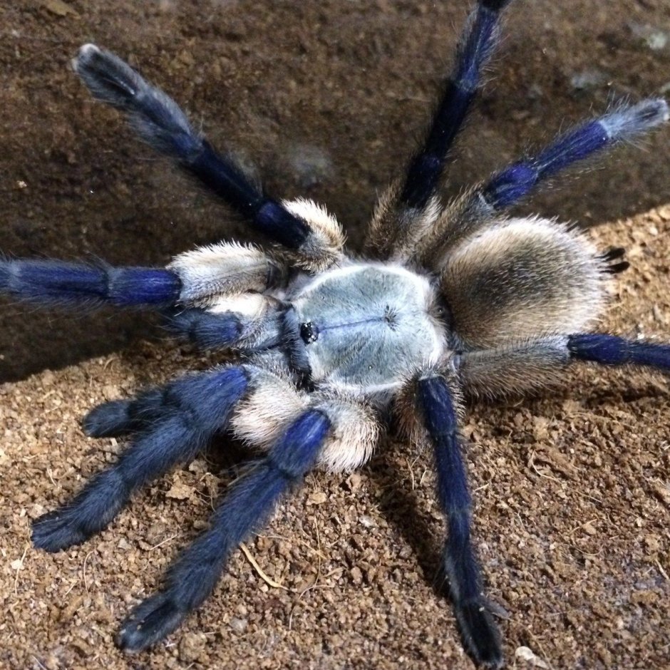 Паук Phormictopus auratus
