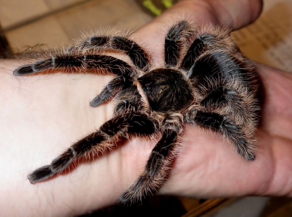 Haplopelma longipes