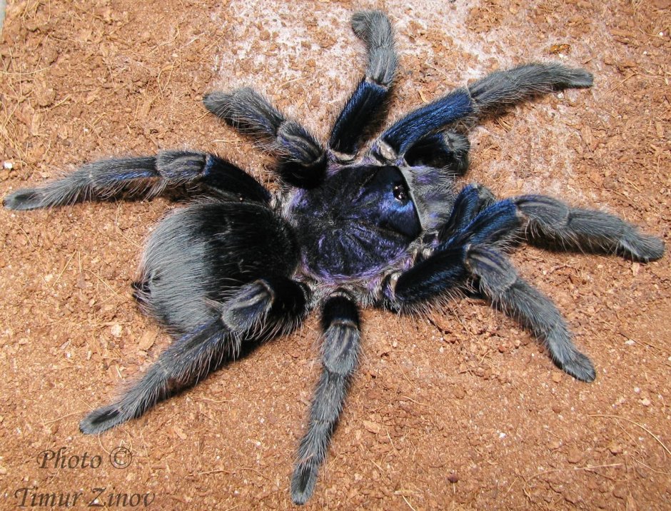 Паук-птицеед Phormictopus SP. "Green femur